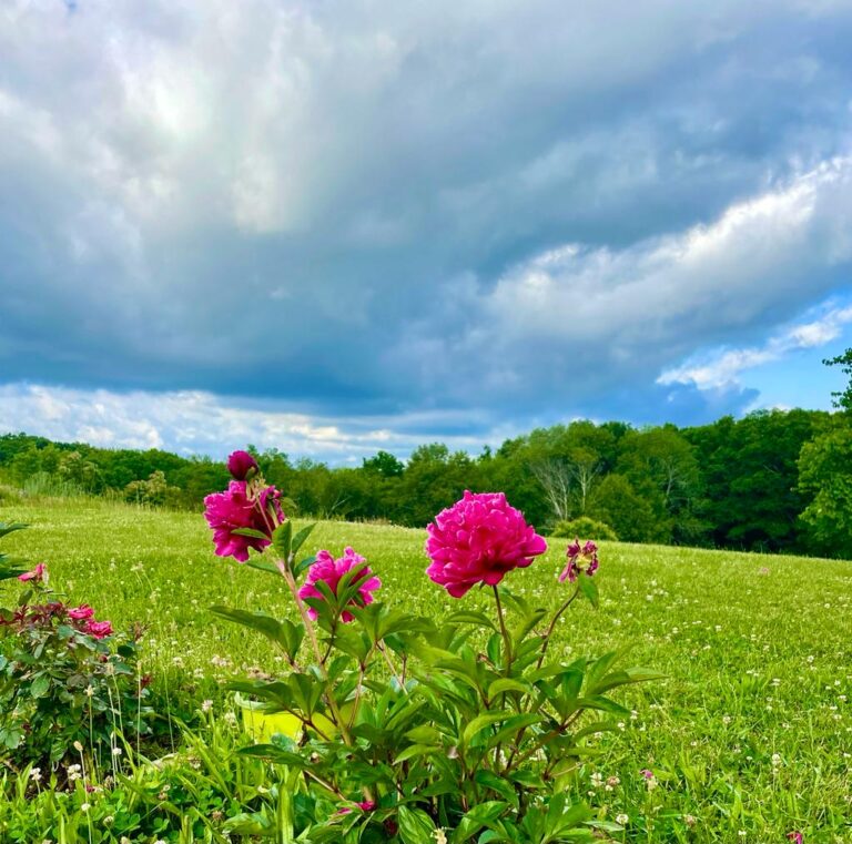 Flowers for Vegetable Gardens