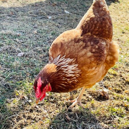 Chicken 14 - 22 Weeks