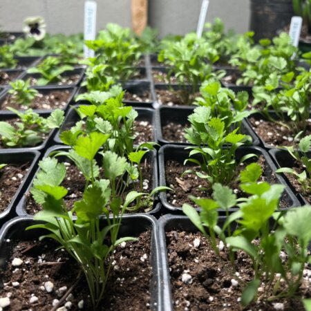 Cilantro