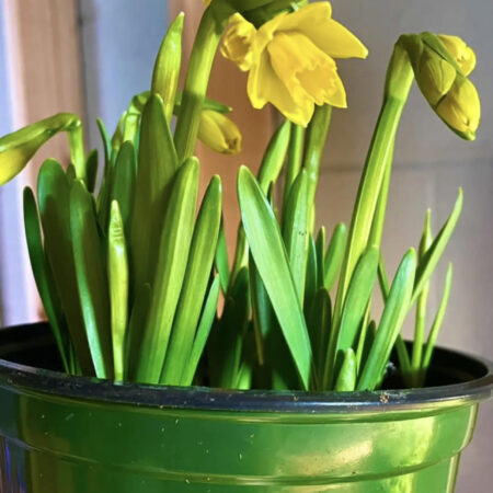 Flowers - Daffodils