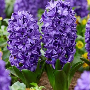 Flowers - Hyacinth
