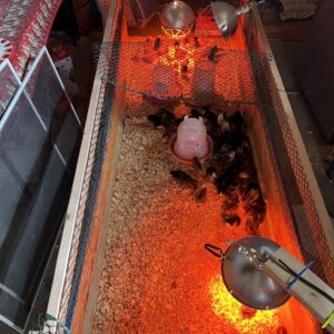 Chicks Brooder (up to 50 chicks)