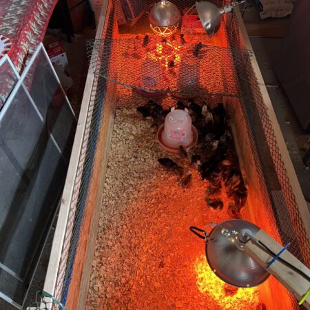 Chicks Brooder (up to 50 chicks)