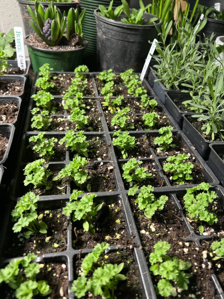 Crop Rotation for Growing Vegetables