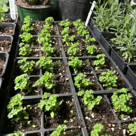 Oregano