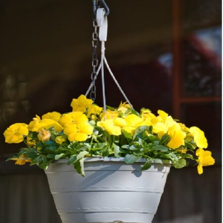 Pansies Hanging baskets