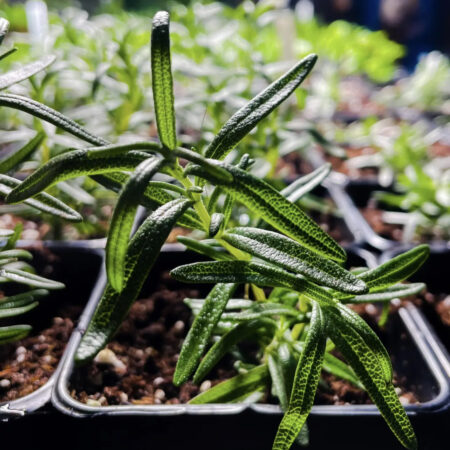 Rosemary