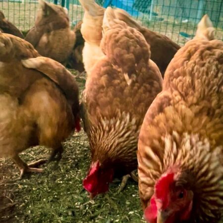 Chicken Rental