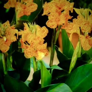 Canna lily