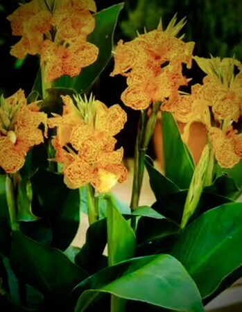 Canna lily